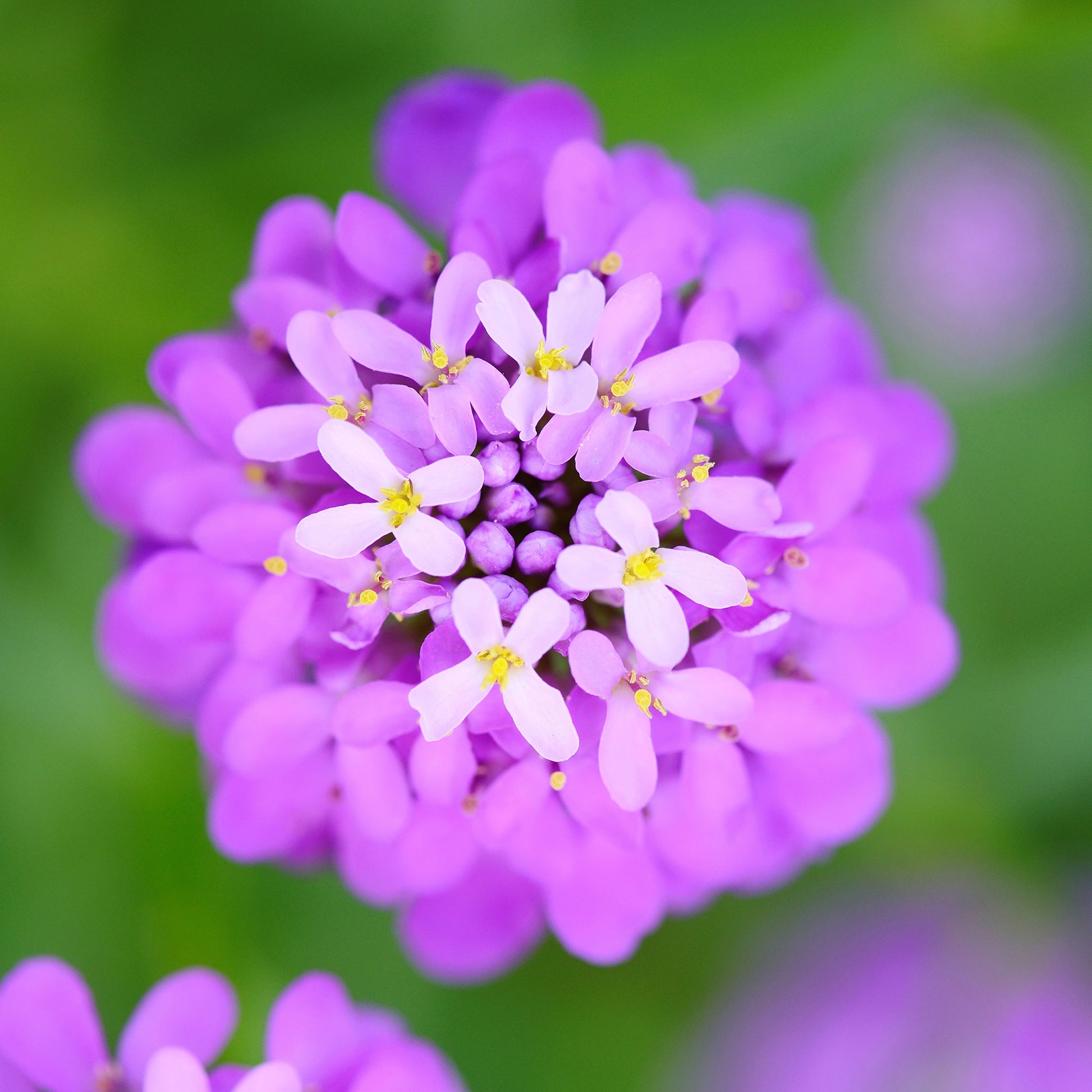 Deep pink Rose Cardinal candytuft petals contrasted against a blurry garden setting.