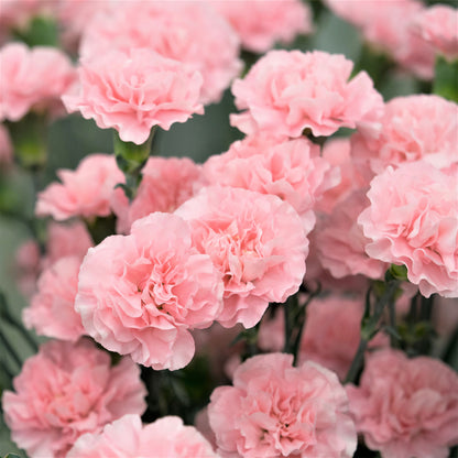 Light pink La France Carnations in full bloom against a blurred pink floral background.