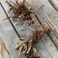 Two Catmint Roots sitting on a wooden surface.