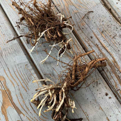 Two Catmint Roots sitting on a wooden surface.