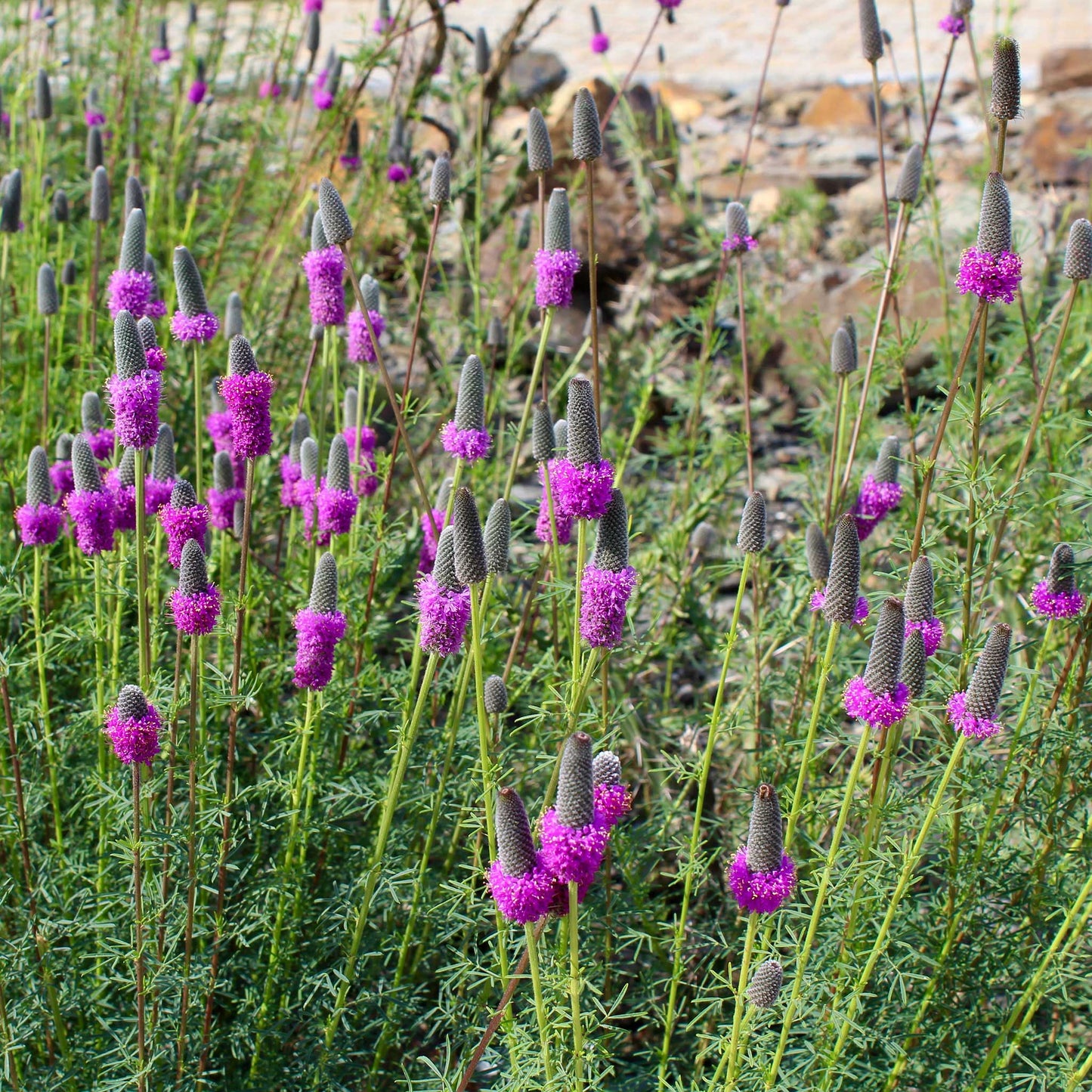 Purple prairie clover flowers growing in a rocky garden with green plants.