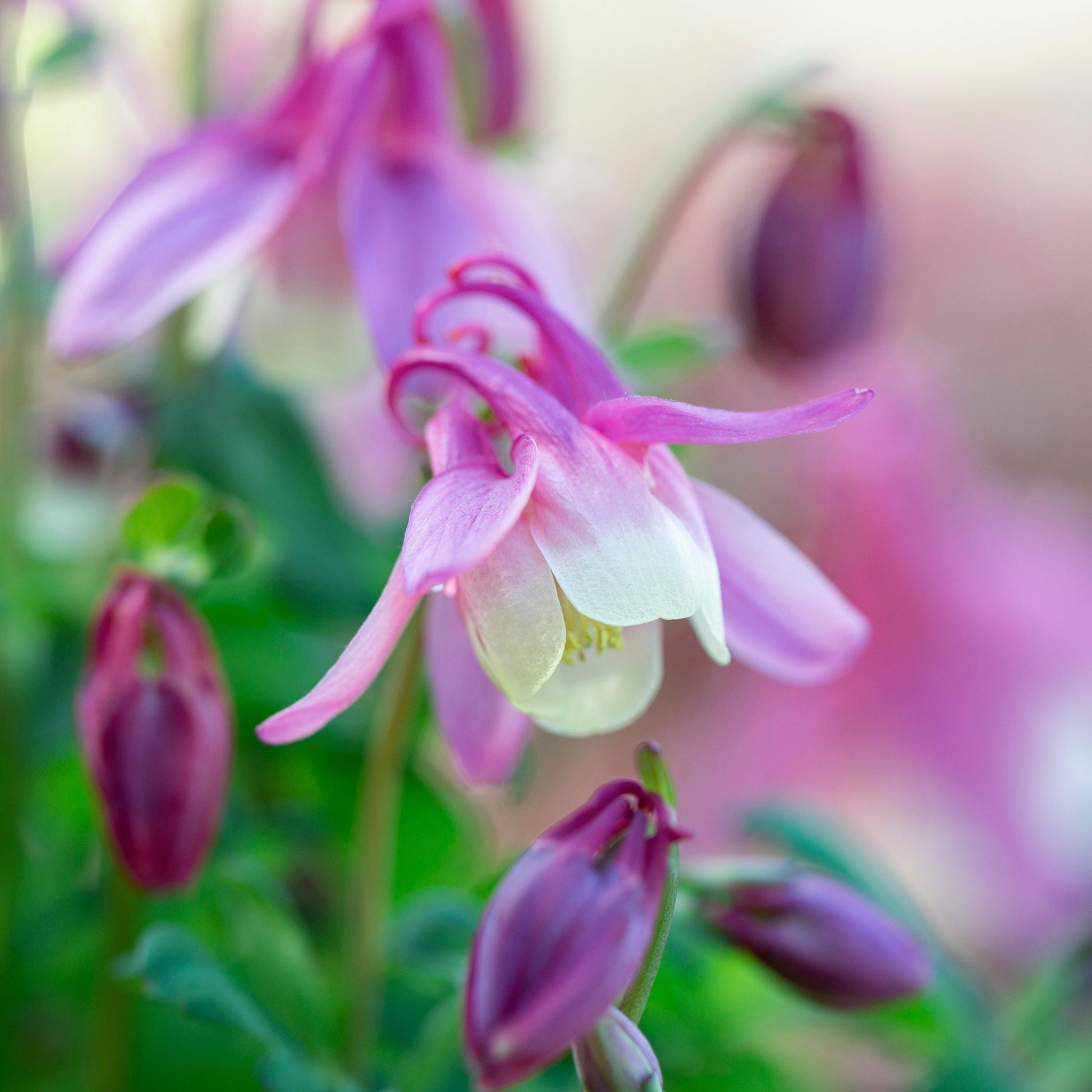 Pink and yellow dwarf European columbine flowers against a blurred green background.