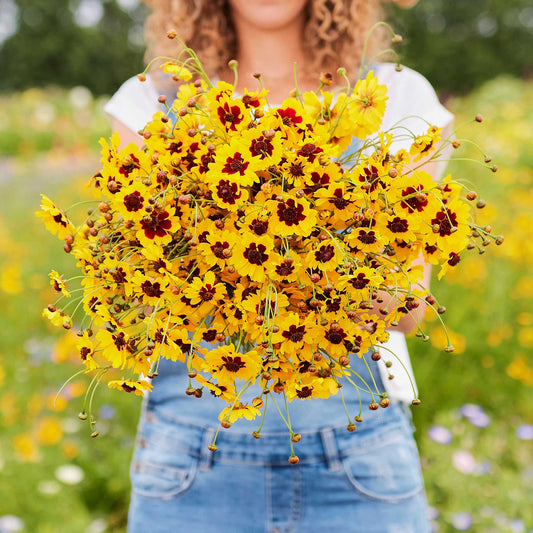 Plains coreopsis with yellow petals and red-brown centers held in a bunch on a plain background.