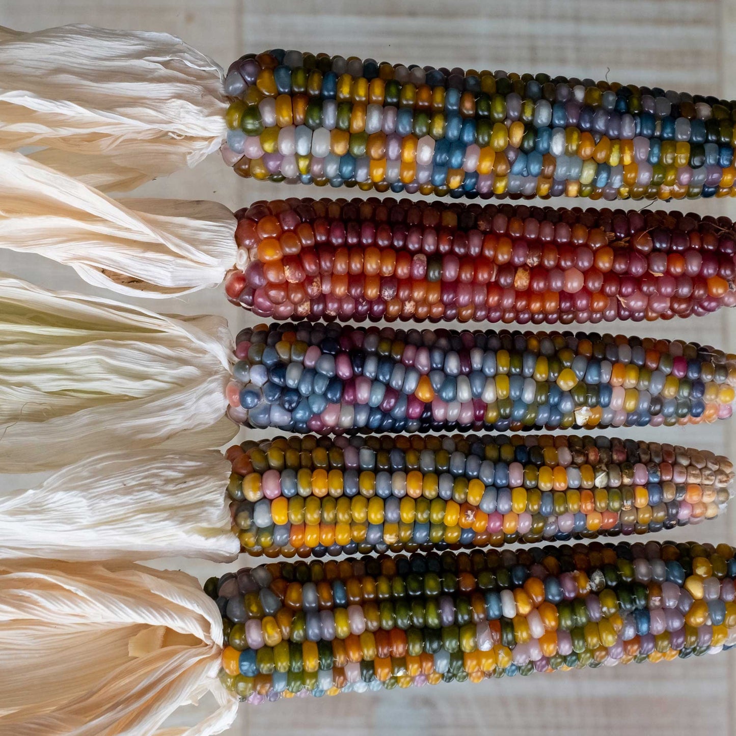 A group of Glass Gem corn cobs showcasing the multicolored kernals.