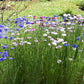 Pink, purple, and white tall mix cornflowers growing in a grassy green garden field.