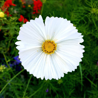 White cupcake cosmos flower with cup-shaped petals against a blurred green background.