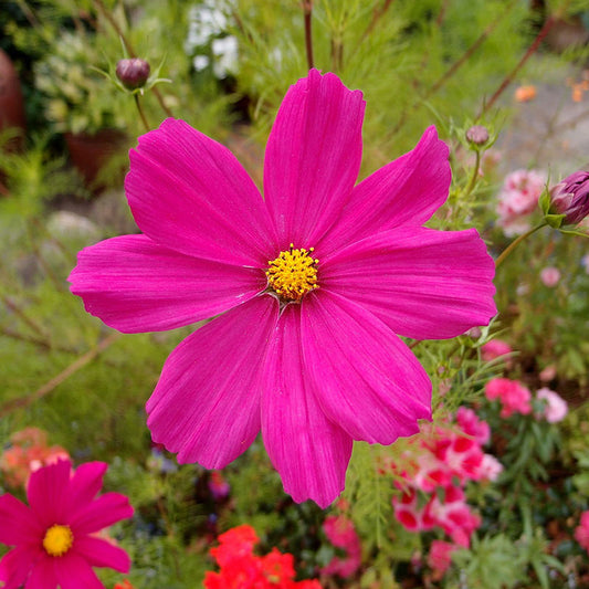 Bright pink cosmos dazzler flowers on long stems against a blurred green background.