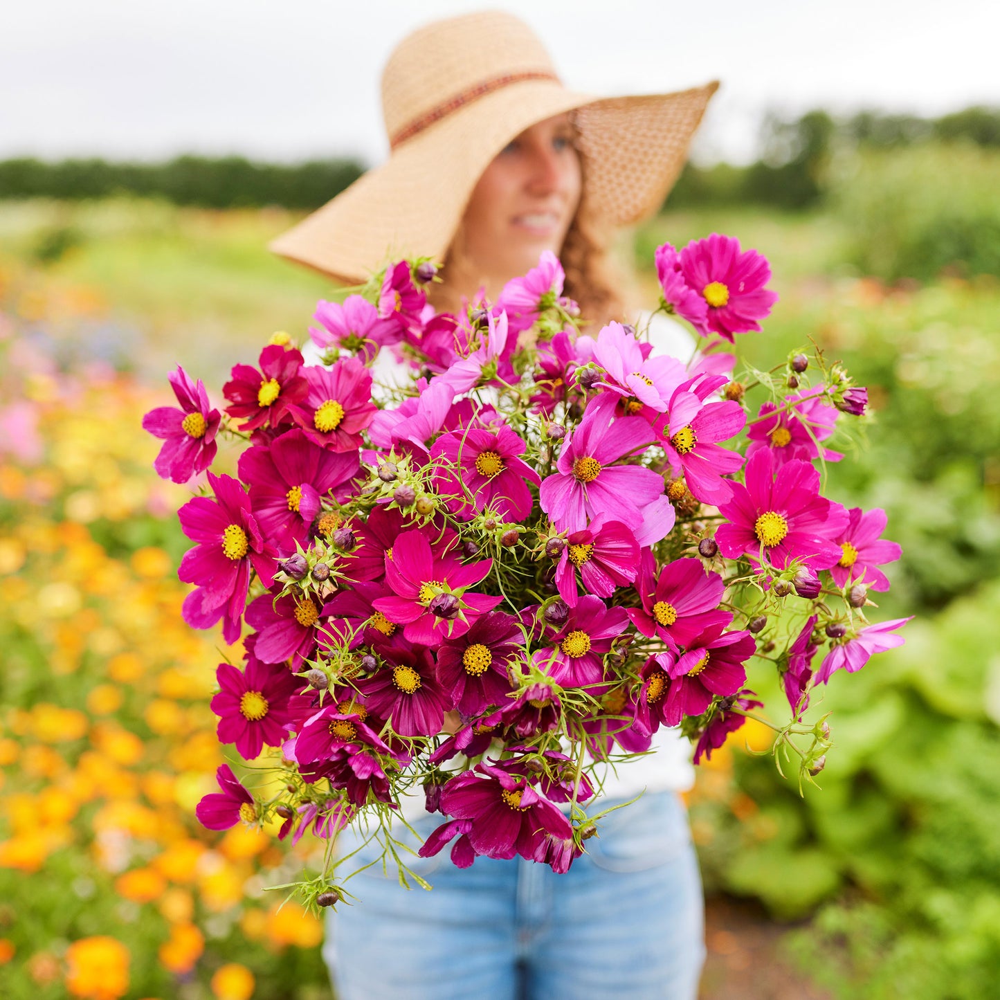 Deep pink cosmos dazzler blooms held in a bunch against a sunny outdoor background.
