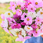 Pink and white double click mix cosmos in a bunch against a plain light background.