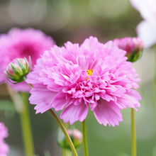 Pink double click rose bon bon cosmos bloom against a blurred green background.