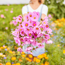 Pink and white cosmos gloria flowers in a bunch against a sunny outdoor background.