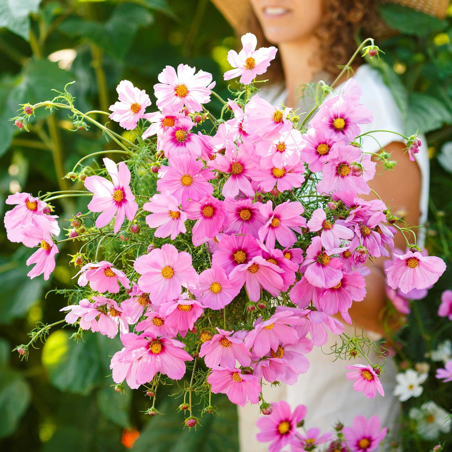 Pink and white cosmos gloria flowers growing in a bright open garden setting.