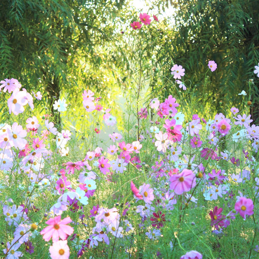 Pink, yellow, and white cosmos pastel mix flowers blooming in a garden setting.