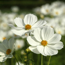 White cosmos purity flowers in a cluster against a blurred green background.