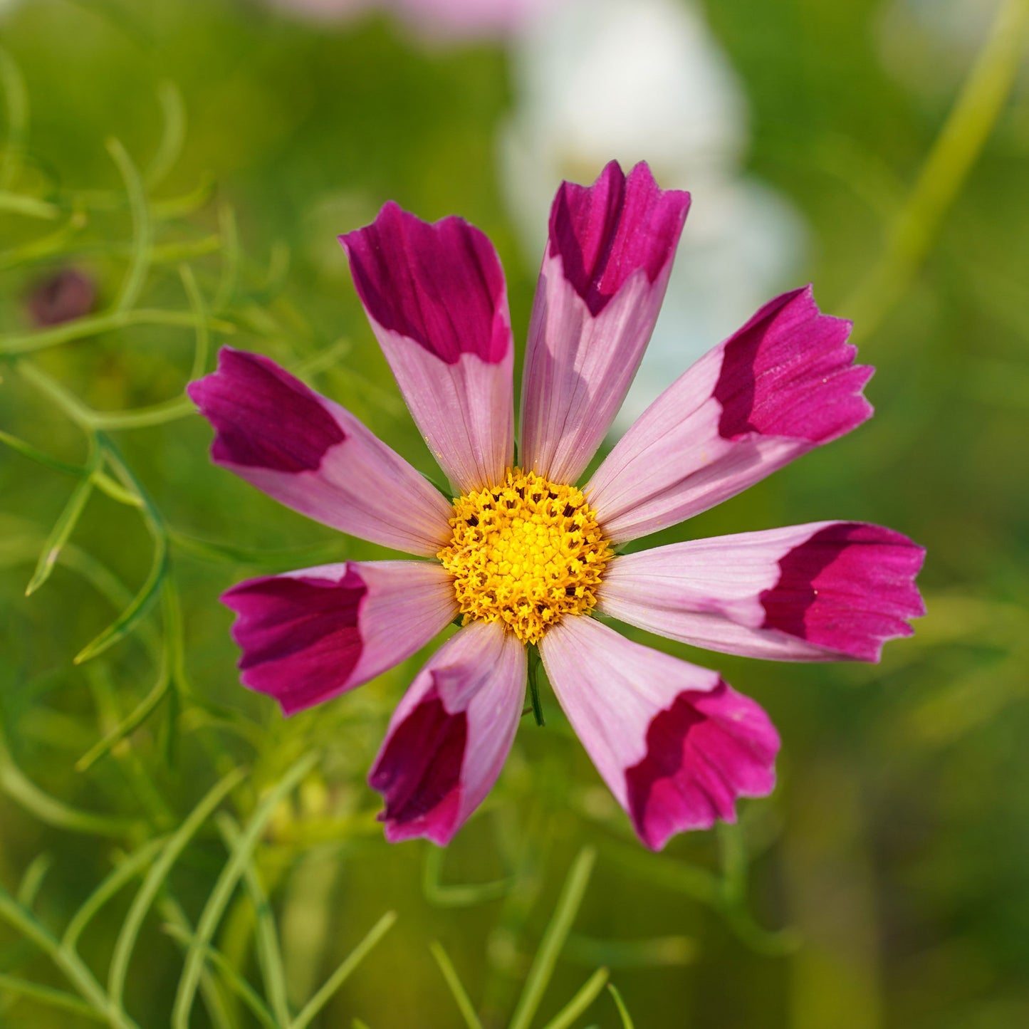 Pink cosmos seashells flowers with tubular petals against a blurred green background.