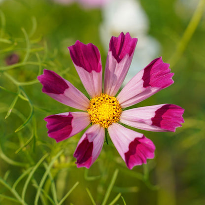Pink cosmos seashells flowers with tubular petals against a blurred green background.