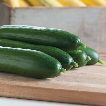 Several Diva Cucumbers with smooth dark green skin.
