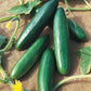 Several Diva Cucumbers with smooth dark green skin.