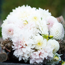 Cafe con Leche Mix dahlia bouquet displaying the vibrant colors of white and pink.