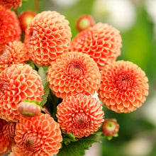 Close up of Cornel Bronze dahlias showcasings its delicate petals with a blurred green background.