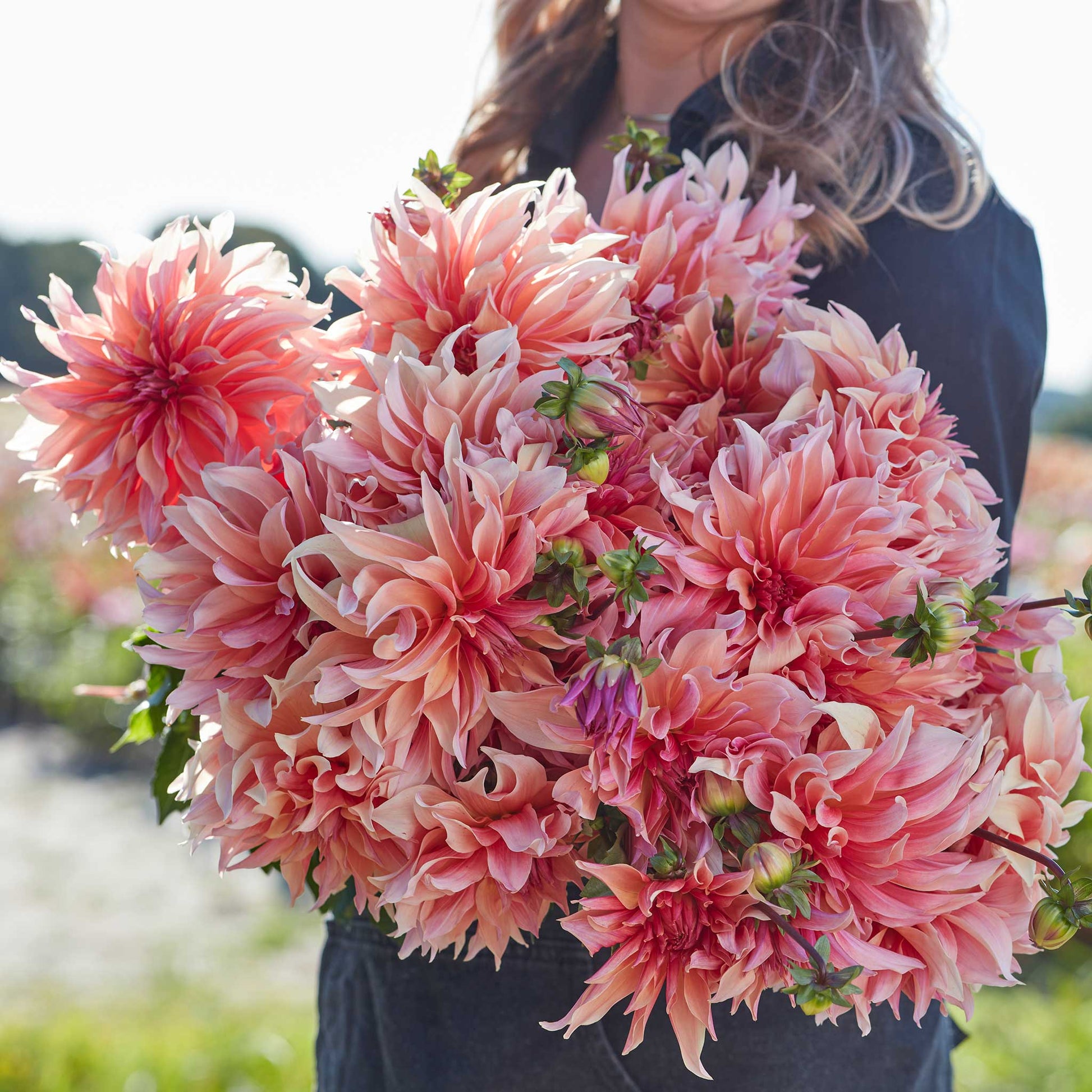 A person holding a bouquet of Labyrinth dahlia flowers in a garden setting.