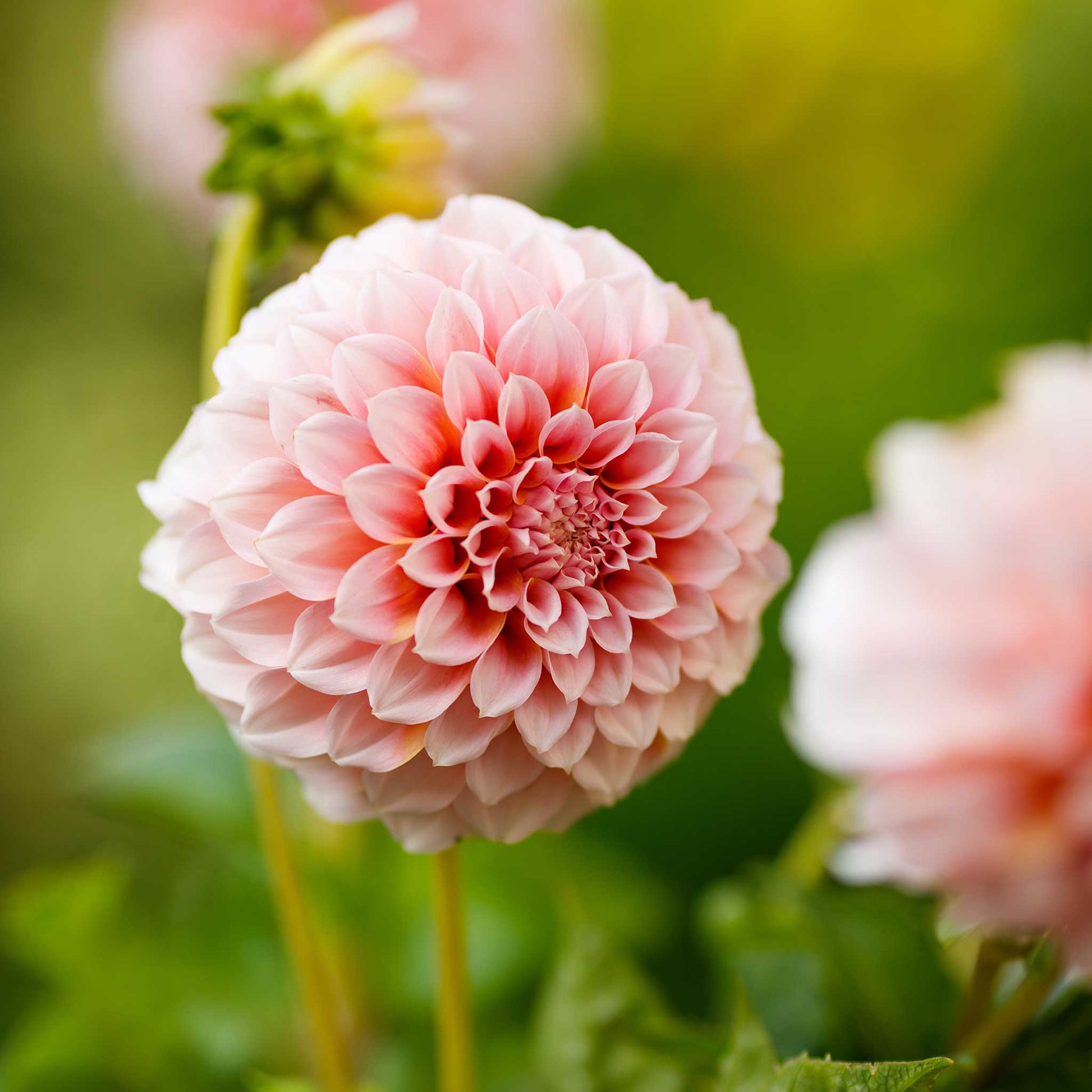 A close-up shot of a single Peaches Dahlia flower, showcasing its delicate petals and vibrant colors.