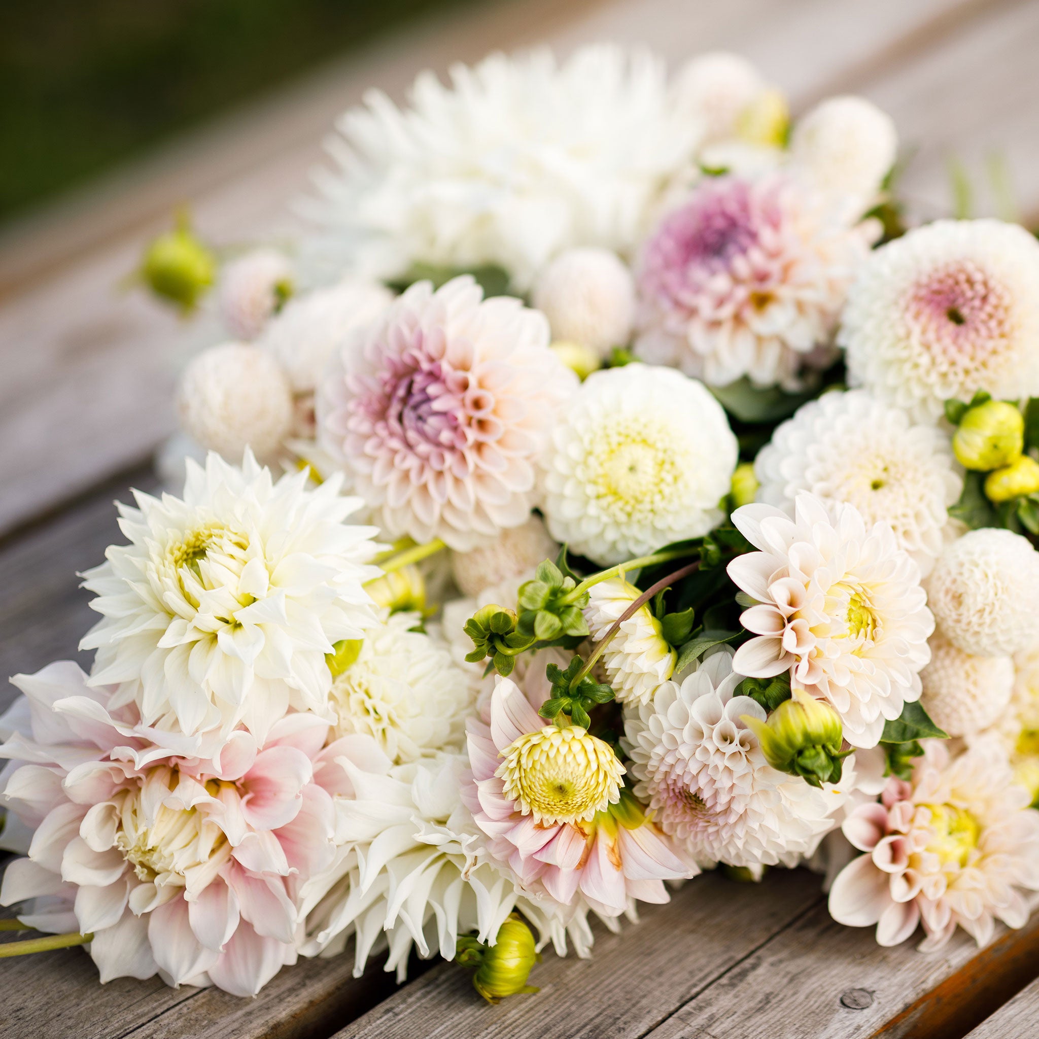 Romantic Mix dahlia bouquet displaying the vibrant colors of white and pink.