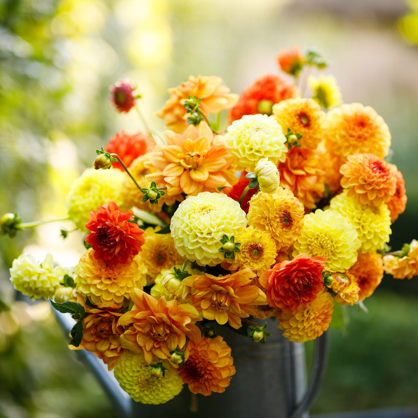 Sunny Mix dahlia bouquet showing the vibrant orange, yellow, and red colors.