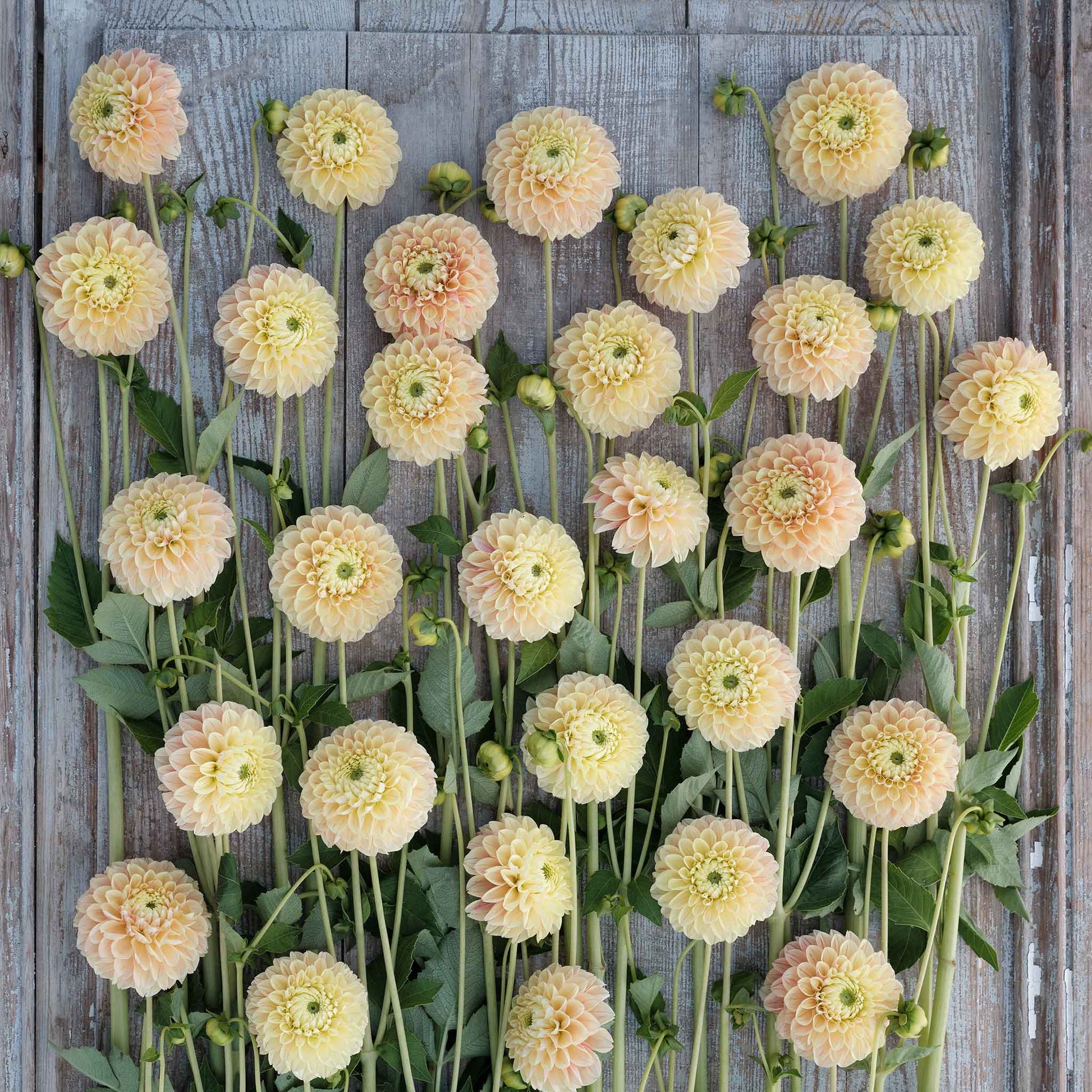 Sweet Suzanne Dahlias freshly picked displayed on a wooded surface.