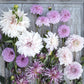 Vintage Violet Mix Dahlias freshly picked displayed on a wooded surface.