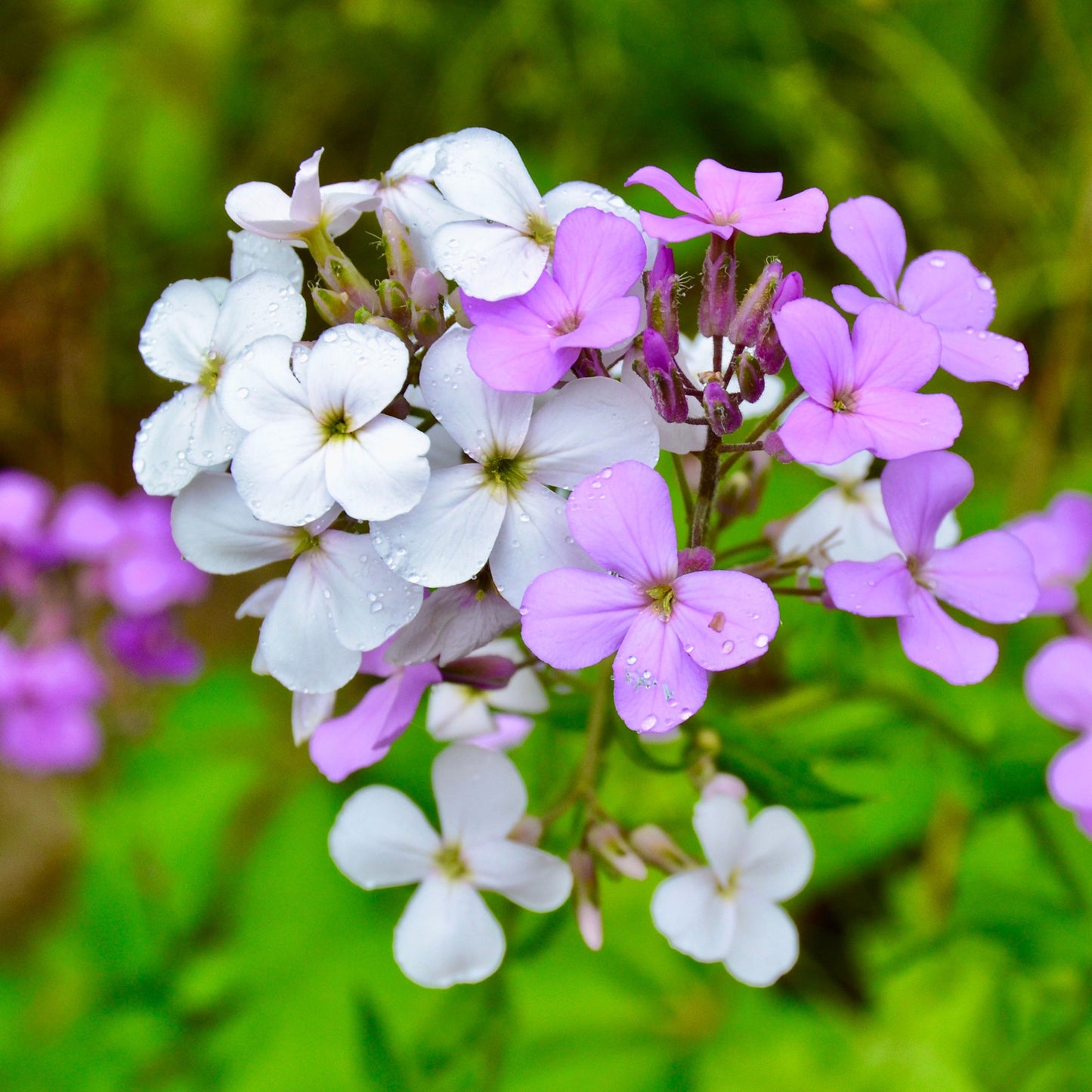 Pink and white dames rocket mix flowers blooming against a blurred green background.