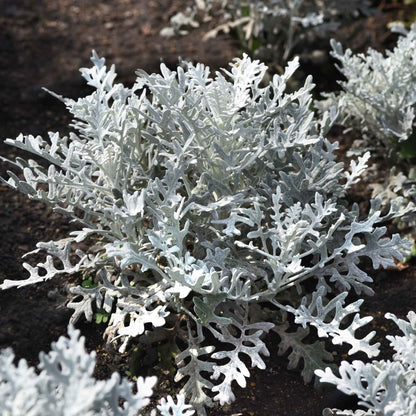Close-up of lacy, silver-gray Dusty Miller foliage with a velvety, snowflake-like texture.