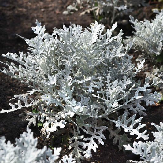 Close-up of lacy, silver-gray Dusty Miller foliage with a velvety, snowflake-like texture.