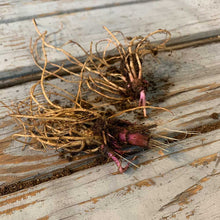 A cluster of echinacea roots with dirt on them on top of a wooden surface.