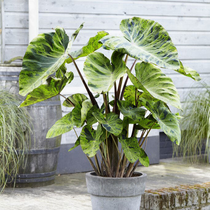 A potted Mojito Elephant Ear with prominent green leaves  and red stems in a garden setting.