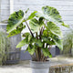 Elephant Ear Bulbs - Mojito