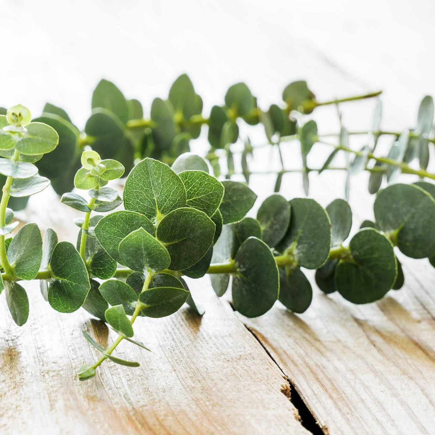 A close-up of a bunch of silver dollar eucalyptus stems with round, blue-green leaves.