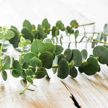 A close-up of a bunch of silver dollar eucalyptus stems with round, blue-green leaves.