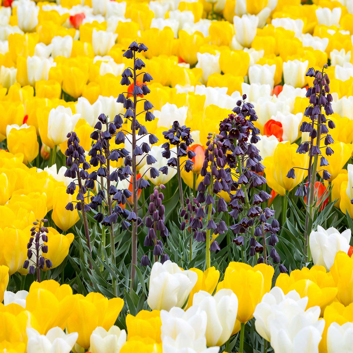 A purple Persica fritillaria flower with bell-shaped blooms among yellow and white flowers
