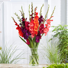 Passion Mix Gladiolus bouquet showing the vibrant red and purple colors.