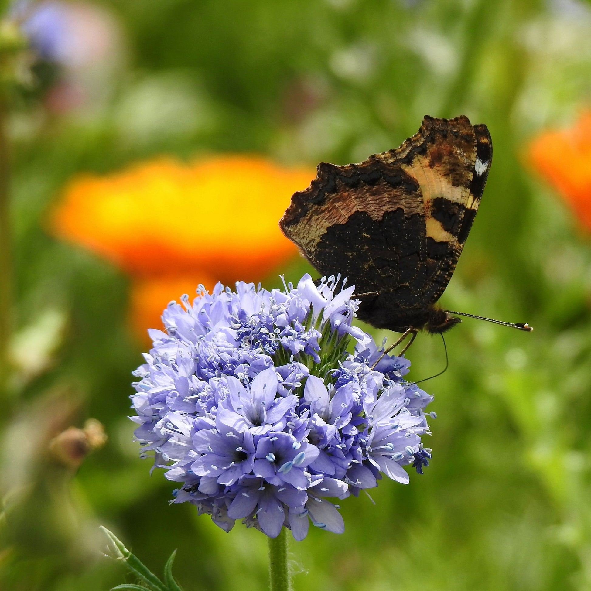 Blue globe gilia flower with a butterfly against a blurred orange and green background.