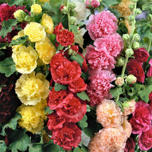 Hollyhock chaters double large pink ruffled blooms on a blurred garden background.