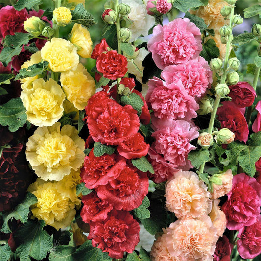 Hollyhock chaters double large pink ruffled blooms on a blurred garden background.