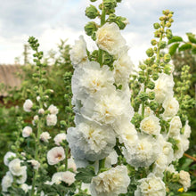 Chaters white hollyhock ruffled white petals showcased against a soft green backdrop.