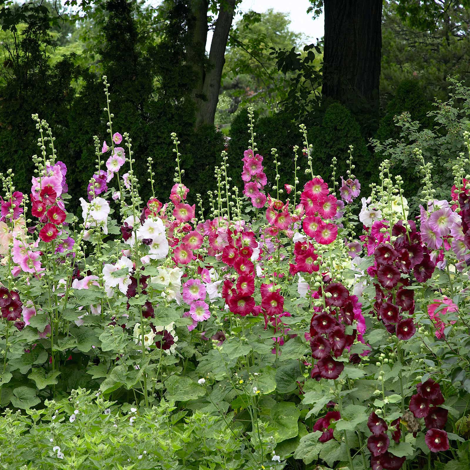 Hollyhock indian spring vibrant pink and red blooms against a green background.