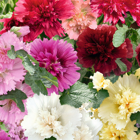 Queeny mix hollyhock pink and white dwarf blooms against a green leafy background.
