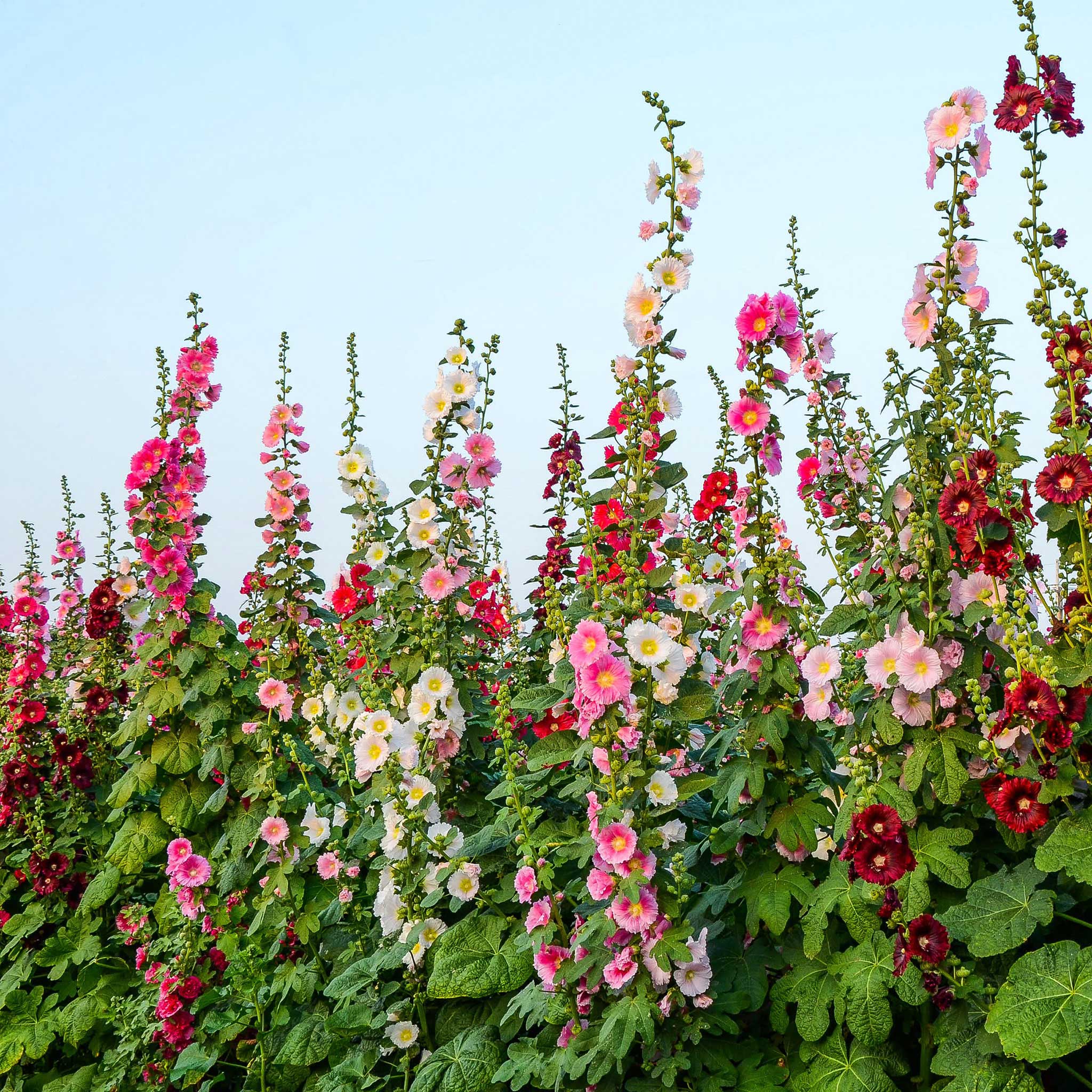 Hollyhock single mix pink blooms with visible pollen against a green leafy background.