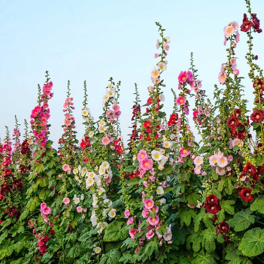 Hollyhock single mix pink blooms with visible pollen against a green leafy background.