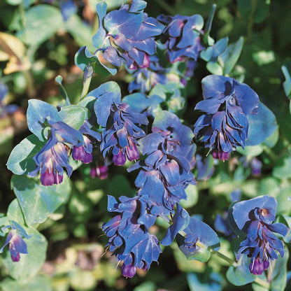 Honeywort purple delicate blooms with a fuzzy green stem on a muted green background.