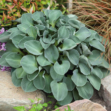 A close-up of vibrant blue mouse ears hosta leaves with a distinct blue-gray hue and a textured, rippled surface.
